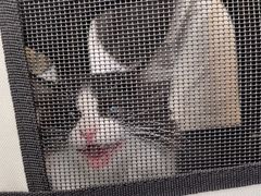 -瑞派·关忠动物医院·猫专科·犬专科(三环新城店)
