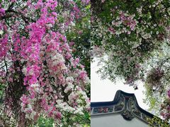 -深圳国际园林花卉博览园