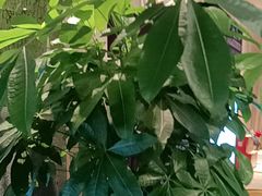 -大鸭梨烤鸭(枣园店)