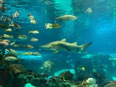 -瑞普利水族馆