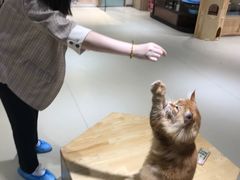 -藏猫猫咖啡主题馆(中央大道店)