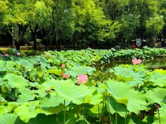 -陈家山荷花公园
