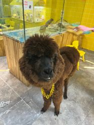 -神奇动物撸宠馆·羊驼·小浣熊·异宠(豫园店)