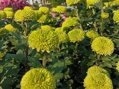 -螃蟹岬(地铁站)