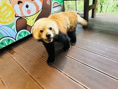 -普洱太阳河森林公园