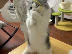 -小猫来了·猫舍(红山六九七九店)