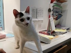 -御宝贝·A梦猫科宠物医院(国际猫友好医院)