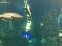 -太平洋海底世界