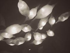 -麥坊俱樂部Maltfun Club