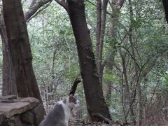 -紫金山山顶公园