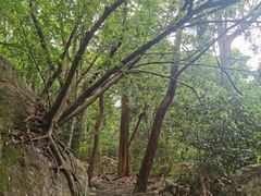 -东莞市大岭山森林公园