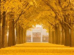 -三里屯东五街银杏大道