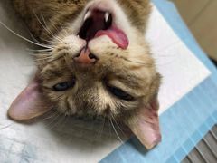 -乐琪宠物医院·犬猫专科·骨外科·急重症