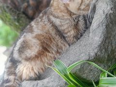 -喵屿·大理花园猫咖