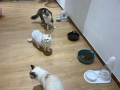 -1013 PET SHOP精品宠物商店(丁香店)