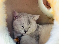 -藏猫猫咖啡主题馆(中央大道店)