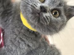 -lincat·猫舍(广州店)