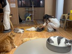 -MOCHA明星猫咖(田子坊店)