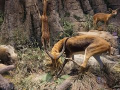 -陕西自然博物馆