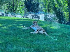 -北京野生动物园