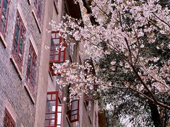 -武汉大学-樱园