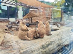 -大连森林动物园