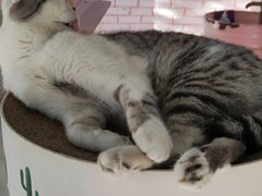 -喵屿·大理花园猫咖