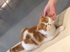 -飞行喵MR PILOT|猫舍·猫咖(静安大融城店)