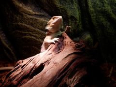 -酷以爬仙阁实体爬宠店·守宫·蜥蜴·专业繁育