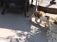 -龙猫意杯花园餐厅(芙蓉湖店)