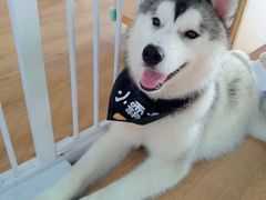 -Husky Go! 哈士奇体验馆·宠物咖啡厅狗咖