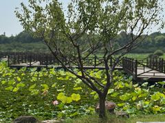 -上海海湾国家森林公园