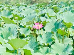 -马家湾湿地公园