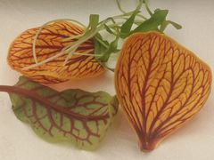 -花园饭店-白玉兰中餐厅