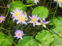 -国家植物园南园