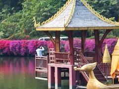 -西双版纳原始森林公园