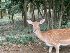 -合肥野生动物园