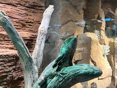 -帕帕拉兹宠物(亚洲旗舰店)