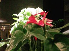 -一品淮扬 · 淮扬菜·北京万达文华酒店