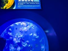 -皇家海洋乐园