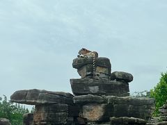 -上海野生动物园