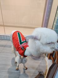 -Moni星球萌宠·小马宝莉·灵蛇·高端高阶全萌宠互动体验俱乐部(红豆国际广场店)