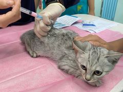 -北京观赏动物医院·24小时大型综合·猫专科·异宠专科