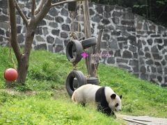 -都江堰中华大熊猫苑