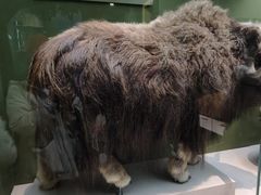 -国家自然博物馆