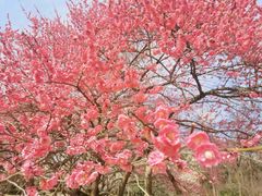 -杭州植物园