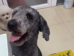 -宠福鑫康馨动物医院·骨科·眼科