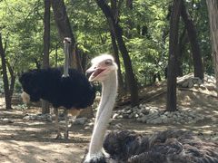 -北京野生动物园