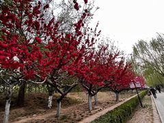 -元大都城垣遗址公园