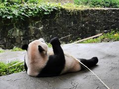 -都江堰中华大熊猫苑